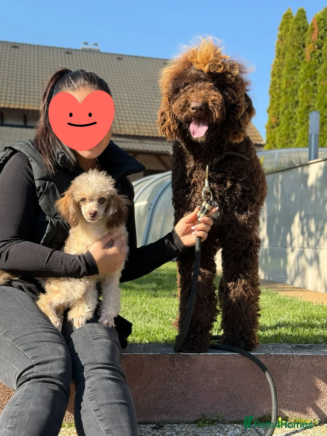 Standard Poodle dogs for sale: READY IN 6 DAYS Standard Poodle Puppies - Advert 11