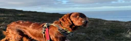 Irish Setter dogs for sale: Quality IRISH SETTER Puppies - Advert 16