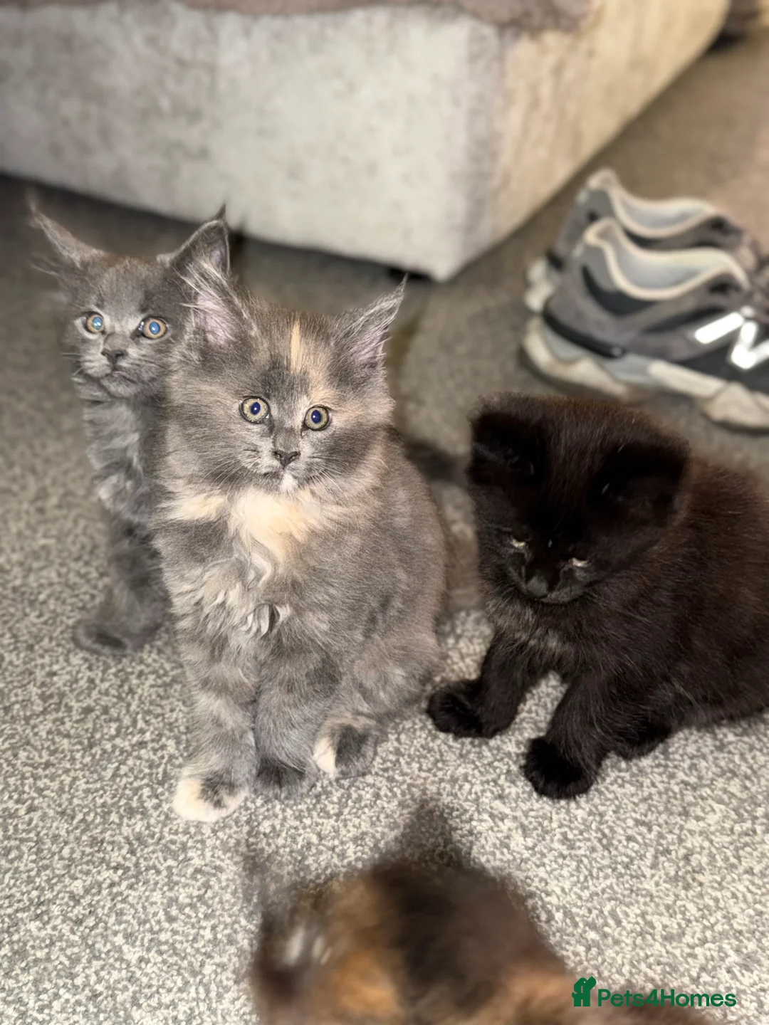 Maine Coon cats for sale: Beautiful Maine Coon Kittens - Advert 3