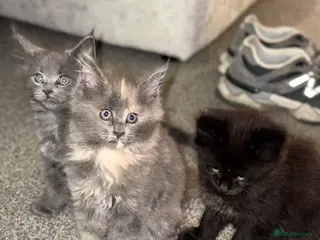 Maine Coon cats Beautiful Maine Coon Kittens - Advert 8