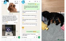 Cockapoo dogs for stud: F1 cocapoo well Proven extensively health tested in Bromley - Image 5