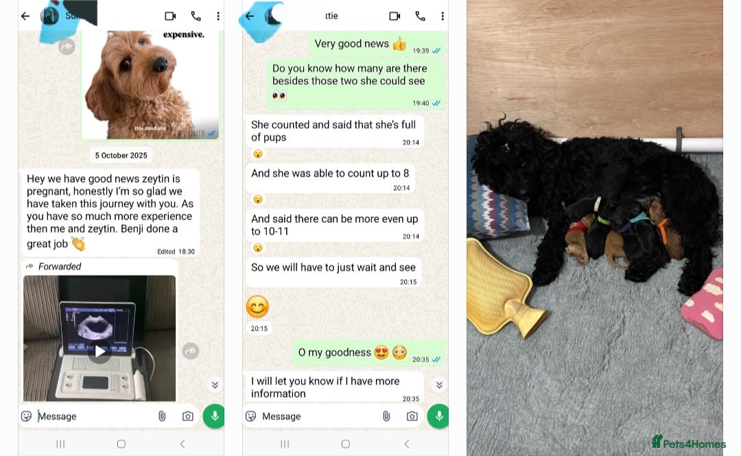 Cockapoo dogs for stud: F1 cocapoo well Proven extensively health tested in Bromley - Image 5