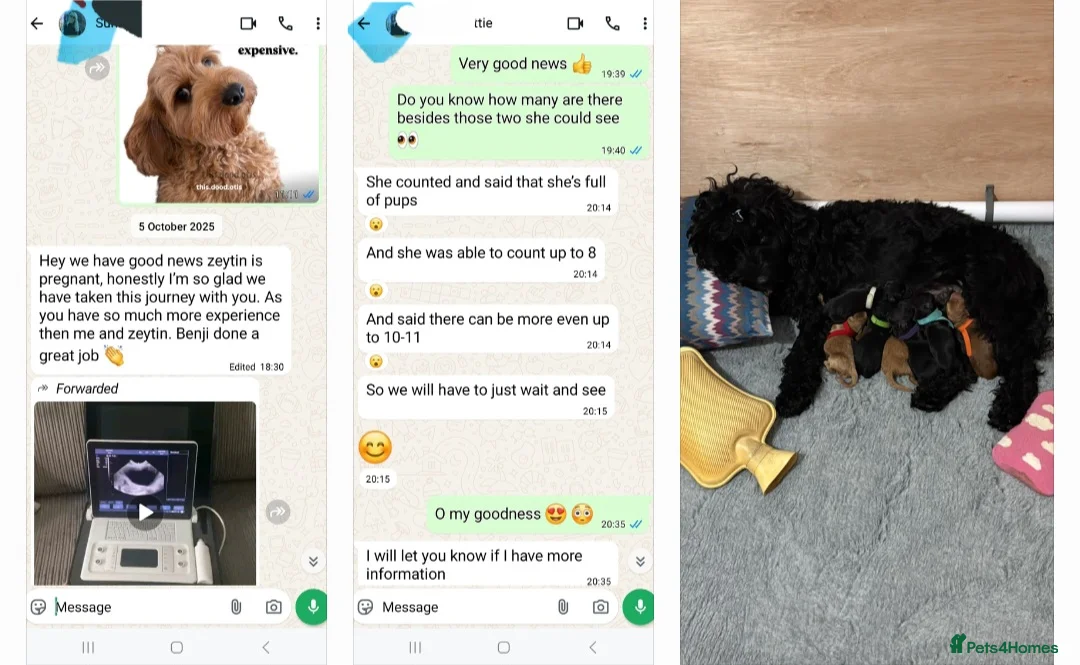 Cockapoo dogs for stud: F1 cocapoo well Proven extensively health tested in Bromley - Advert 6