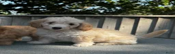 Doxiepoo dogs for sale: Doxiepoos Miniature dachshund x toy poodle  - Advert 9