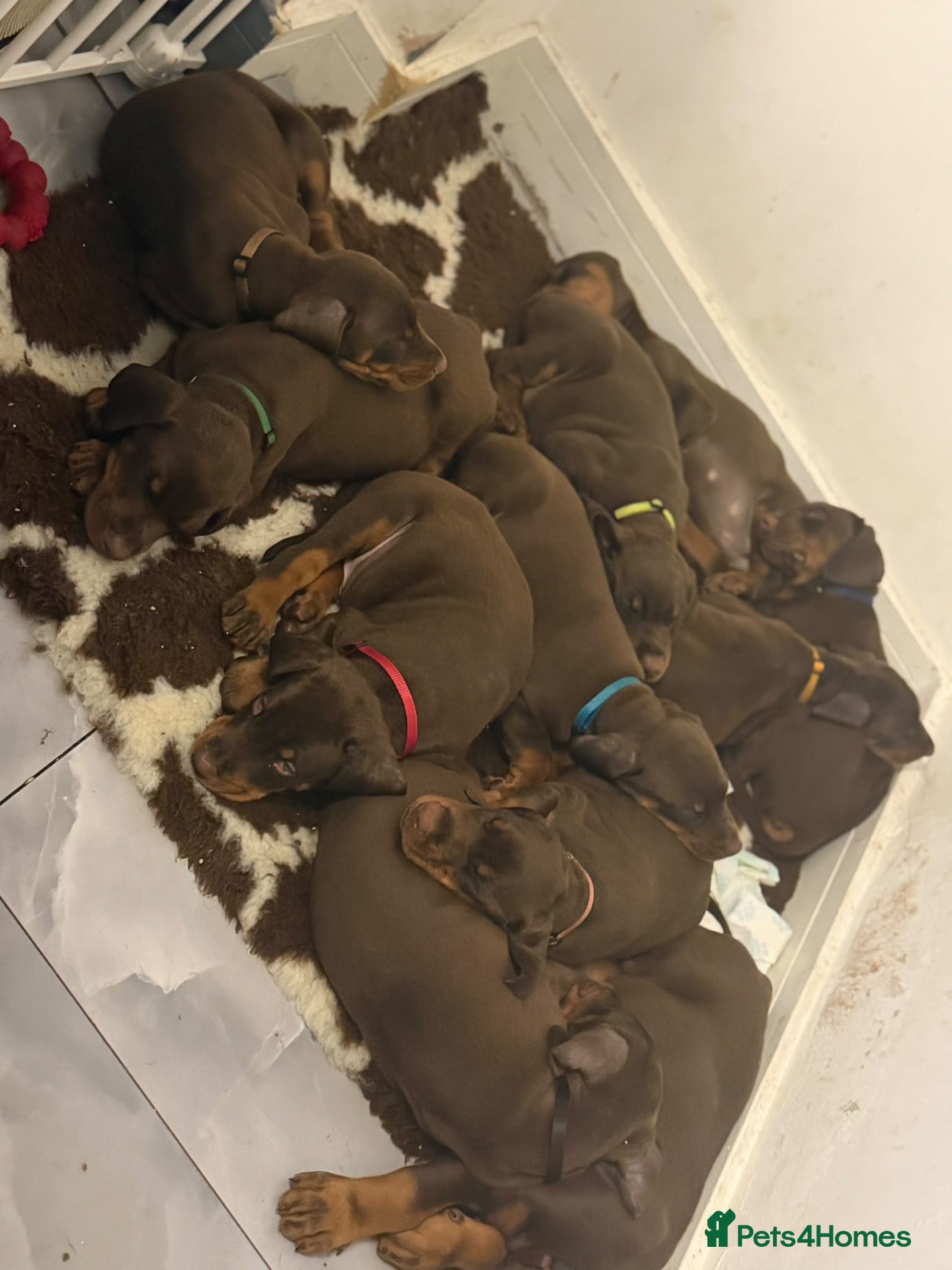 Dobermann dogs for sale: 12 stunning Doberman puppies - Advert 1