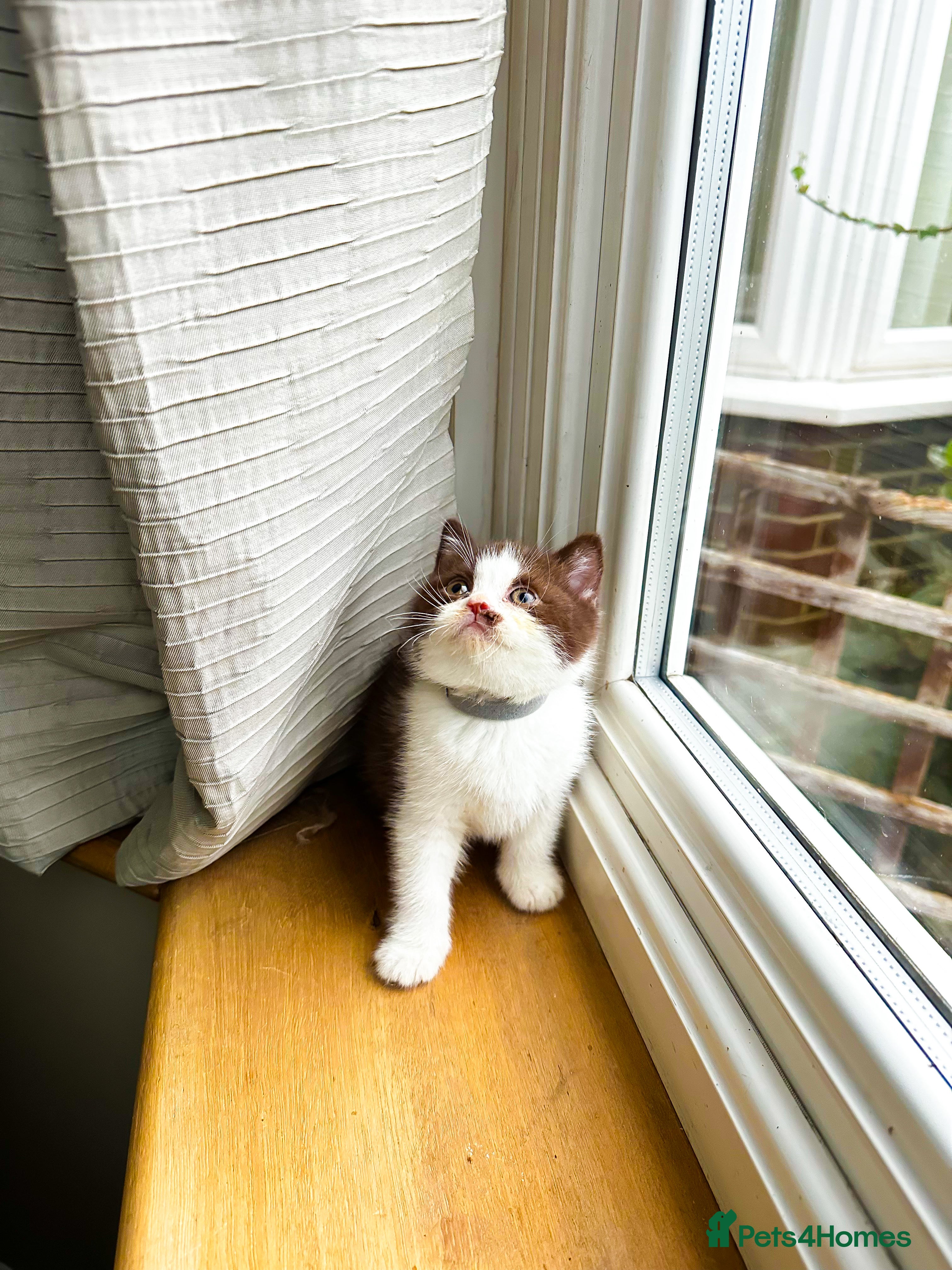 British Shorthair cats FULL PEDIGREE CHOCOLATE BI COLOUR KITTENS  - Advert 4