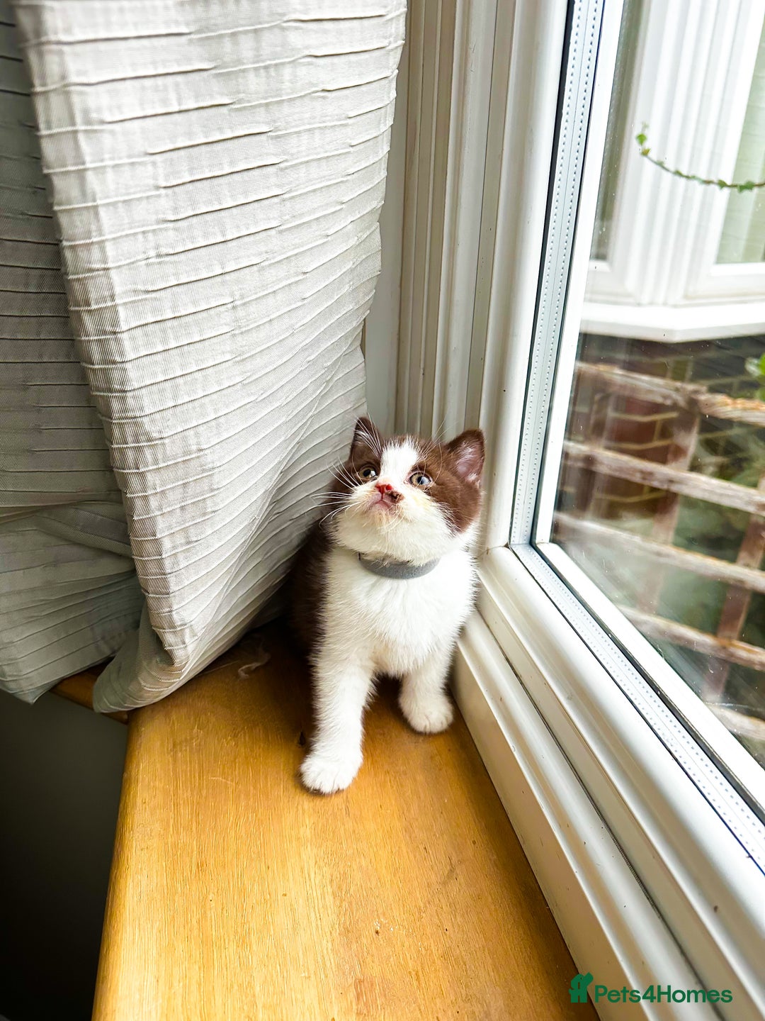 British Shorthair cats for sale: FULL PEDIGREE CHOCOLATE BI COLOUR KITTENS  - Advert 1