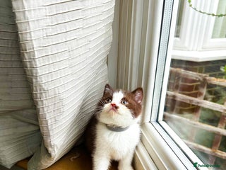 British Shorthair cats FULL PEDIGREE CHOCOLATE BI COLOUR KITTENS - Advert 3