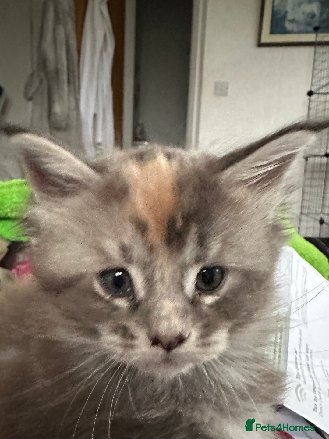 Maine Coon cats for sale: Superb full pedigree Maine Coon Kittens  - Advert 16