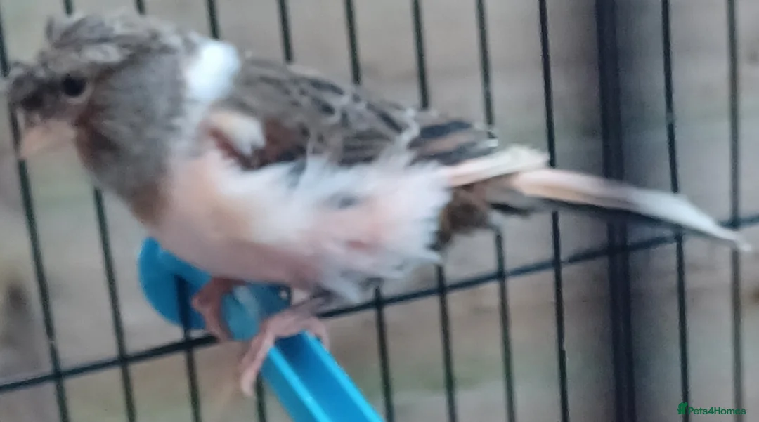 Canaries birds for sale: HARLEQUIN RED FACTOR PORTUGUESE CREASTED  - Advert 36