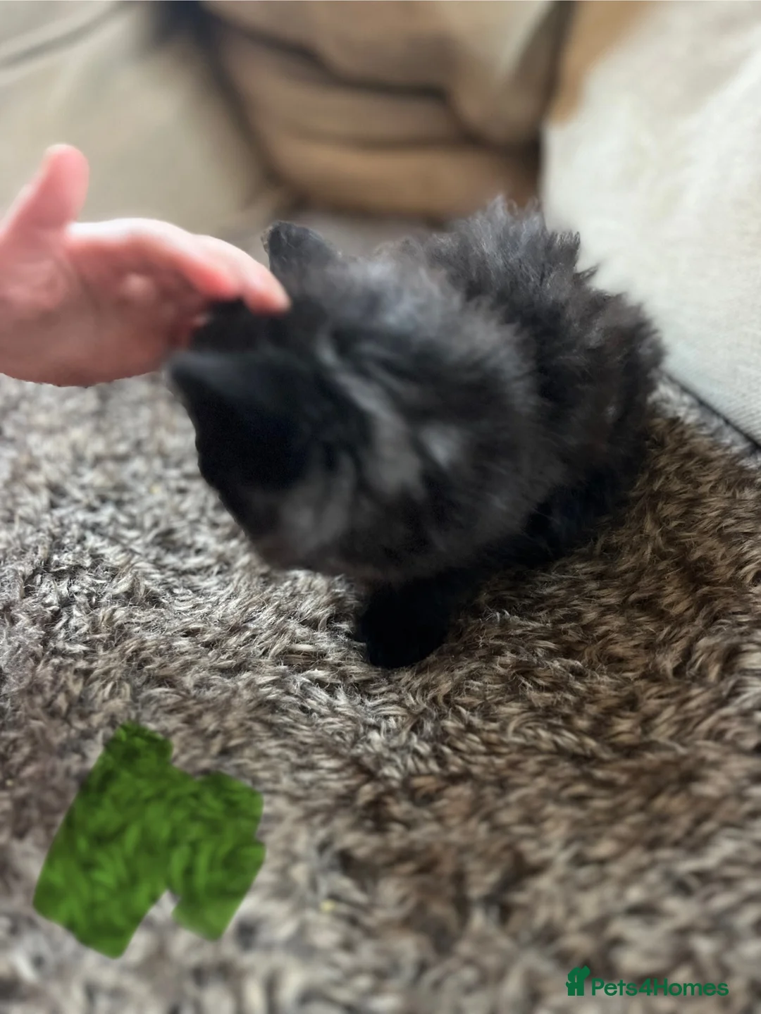 Mixed Breed cats for sale: Black kittens  - Advert 6