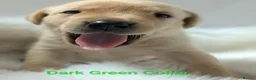 Labrador Retriever dogs for sale: Beautiful KC Registered Labrador Puppies  - Advert 28