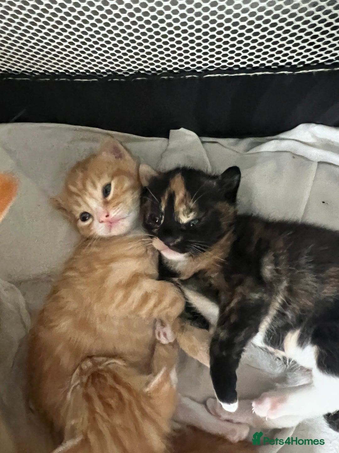 Mixed Breed cats for sale: Beautiful mixed breed kittens  - Image 4