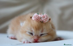 British Shorthair cats for sale: Golden Kittens - Ready December - Reg & Licensed - Image 6