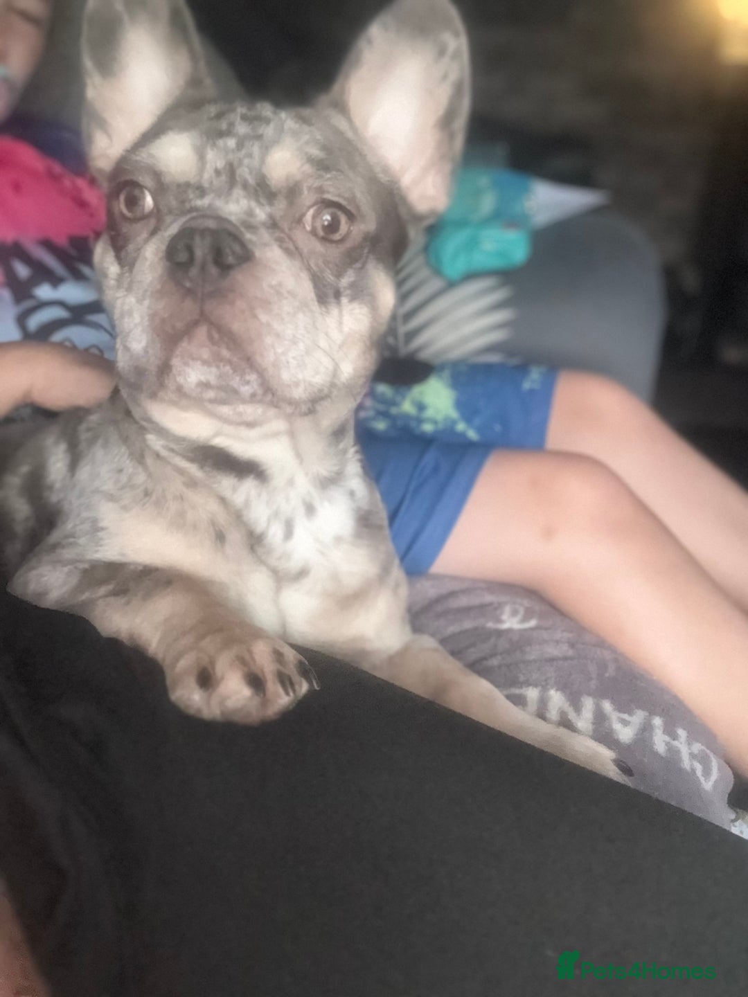 French Bulldog dogs for sale: 🌸Tri Merle Girl French Bulldog🩷 - Image 18