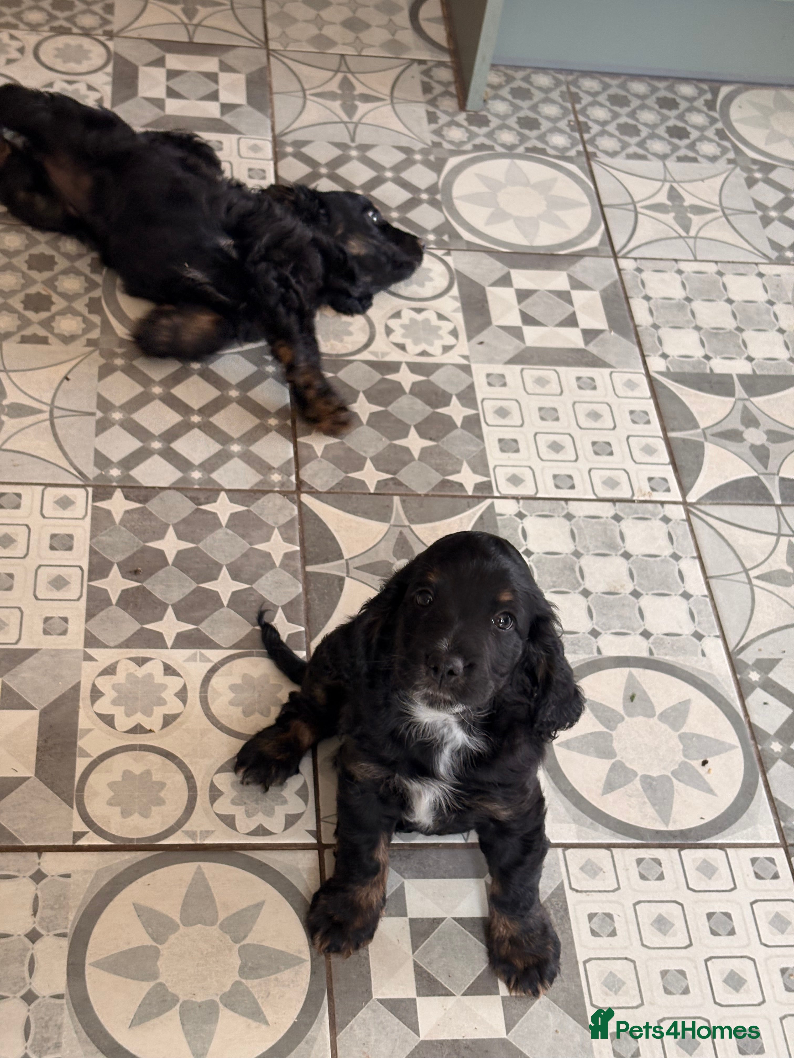 Cockapoo dogs Black and Tan Cockapoo puppies  - Advert 2