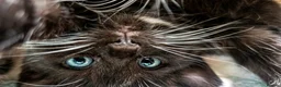 Mixed Breed cats for sale: Stunning Ragdoll Cross Kittens 4 Girls & 2 Boys  - Advert 18