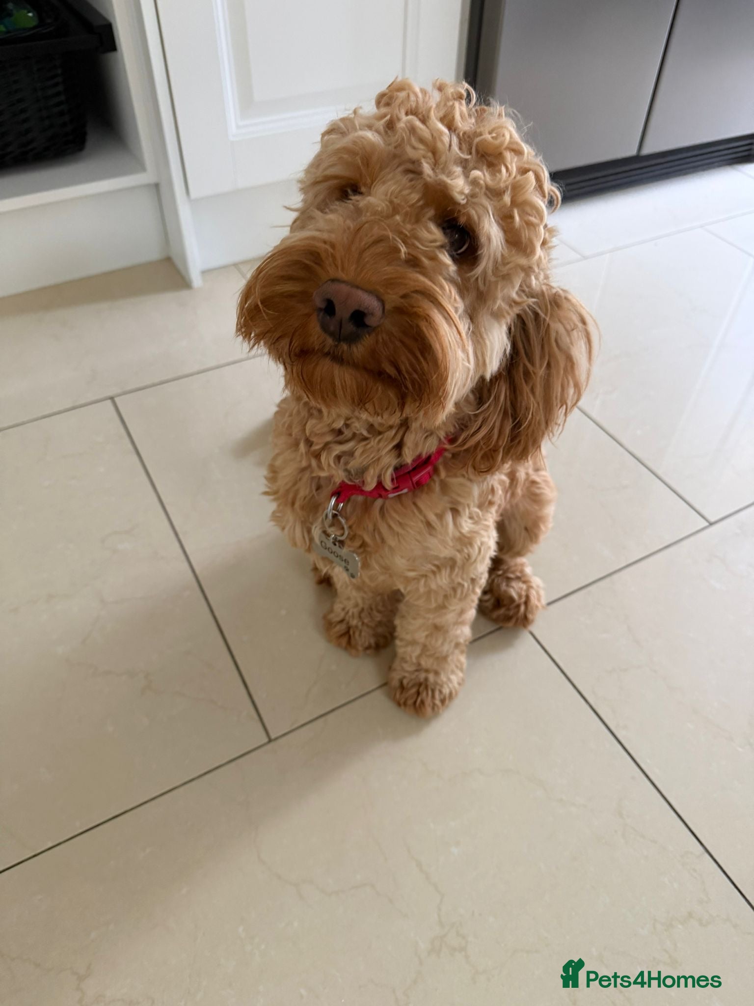 Cockapoo dogs ✈️🐾 GOOSE IS READY TO BE YOUR WINGMAN! 🐾✈️ - Advert 1