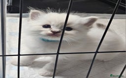 Ragdoll cats for sale: Tica registeeed tabby bicolour ragdolls - Image 20