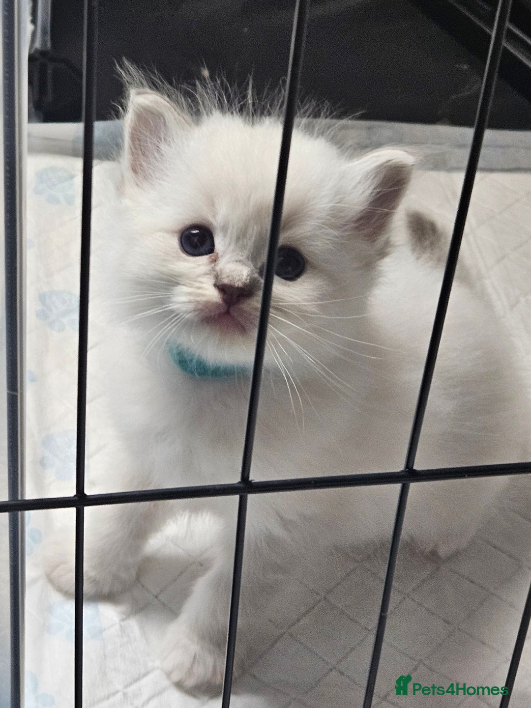 Ragdoll cats for sale: Tica registeeed tabby bicolour ragdolls - Image 20