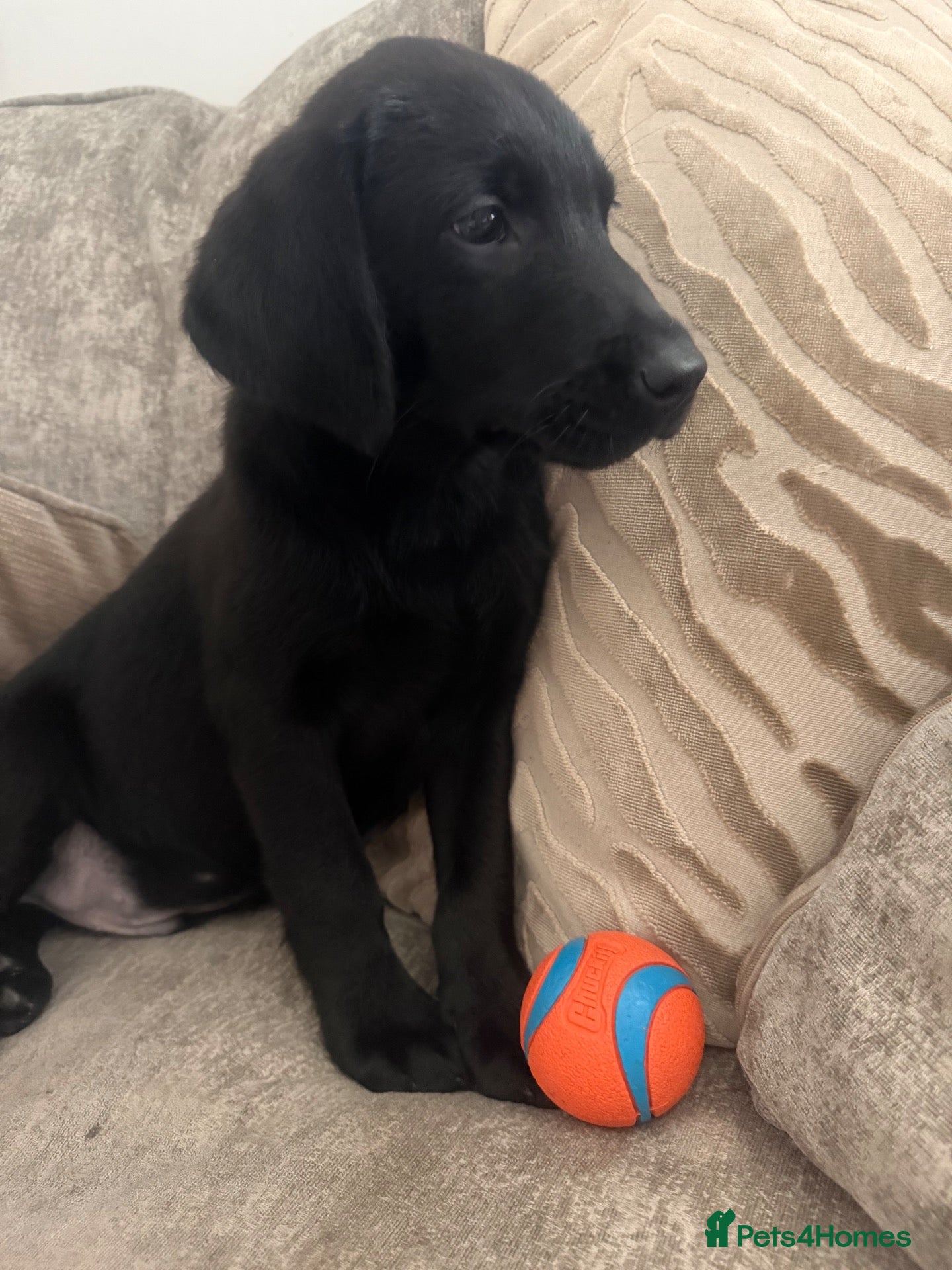 Labrador Retriever dogs Excellent breed KC labs fendawood Harold  lines  - Advert 1