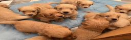 Golden Retriever dogs for sale: Adorable Golden Retriever Puppies for sale - Advert 5