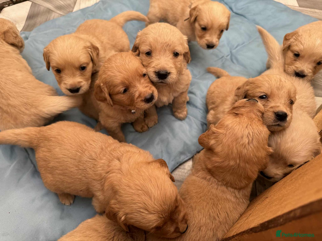 Golden Retriever dogs for sale: Adorable Golden Retriever Puppies for sale - Advert 5
