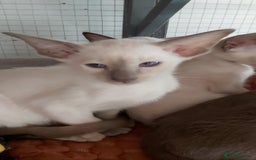Oriental cats for sale: Full Pedigree Oriental 1 Kitten XL size ears GCCF - Image 4