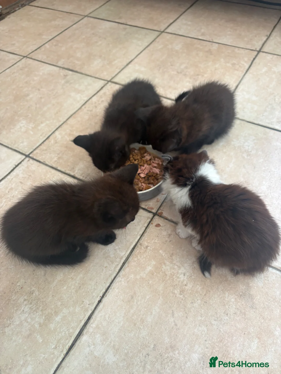 Maine Coon cats for sale: Maine coon mixed  - Advert 2