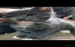 Mixed Breed cats for sale: Kittens ready now  - Image 11