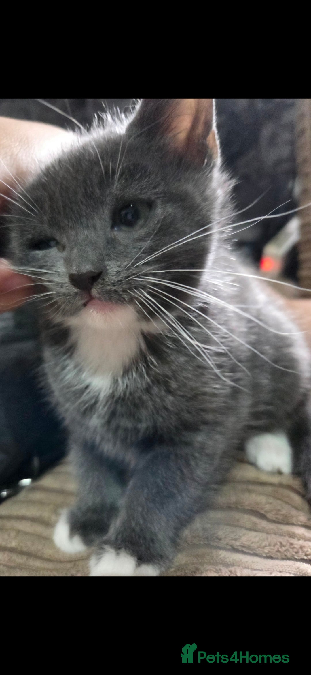 Mixed Breed cats for sale: Kittens ready now  - Image 11