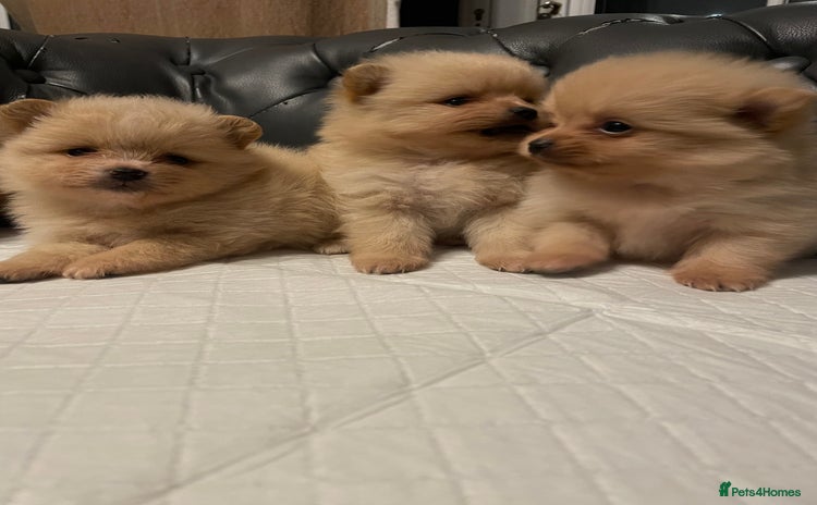 Pomeranian dogs - Advert 1