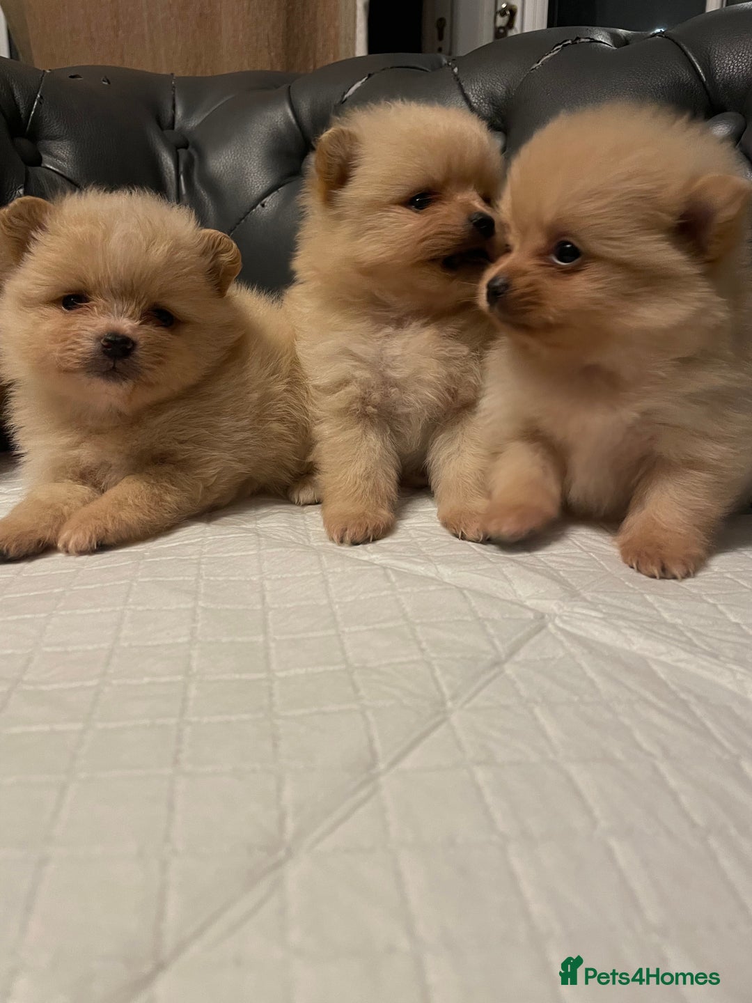 Pomeranian dogs for sale: Beautiful 🤩 Pomarenian puppies  - Image 1