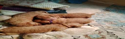 Mixed Breed dogs for sale: Maltipoo x Cockapoo Puppies  in Grimsby - Advert 5