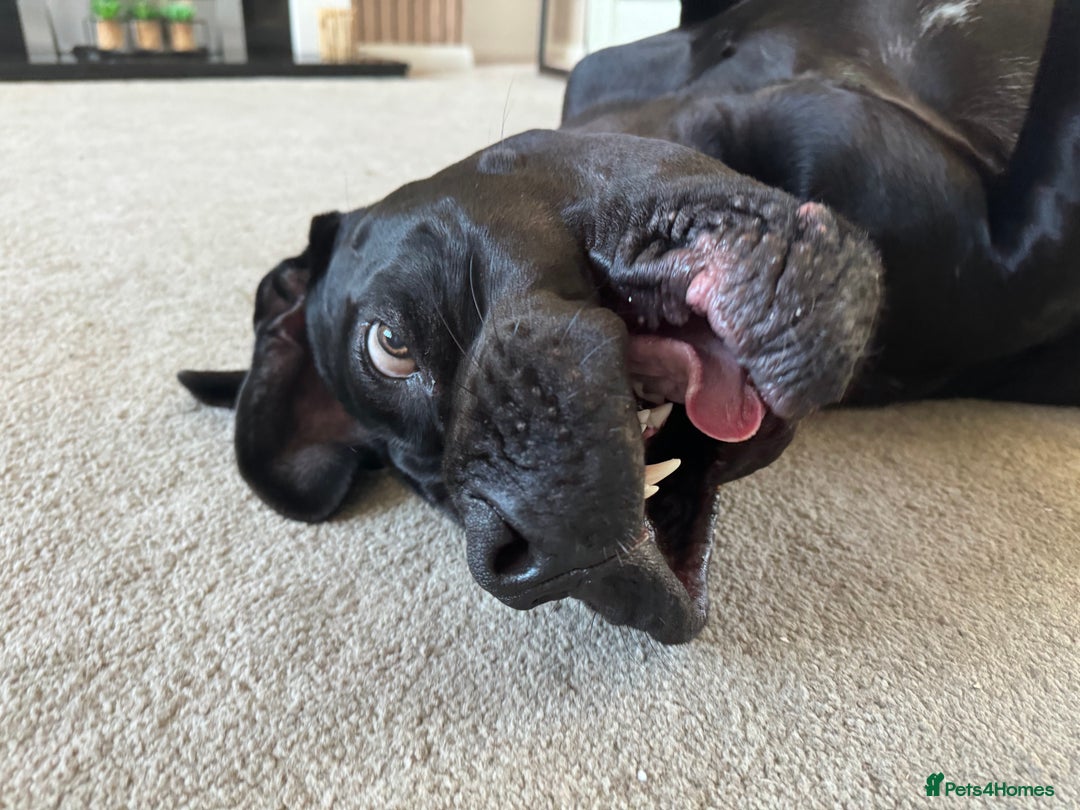 Cane Corso dogs for sale: Cane corso  - Image 8