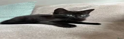 Mixed Breed cats for sale: Bright & Playful Kitten 🐾 - Advert 4