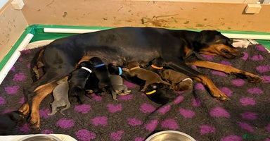 Dobermann dogs - Advert 12