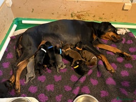 Dobermann dogs - Advert 8