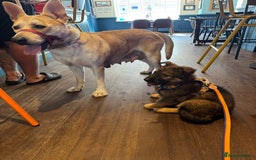 German Shepherd dogs for sale: German shepherd x - Image 3