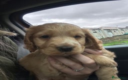 Cocker Spaniel dogs for sale: 8 week old boy cocker spaniel pup - Image 2
