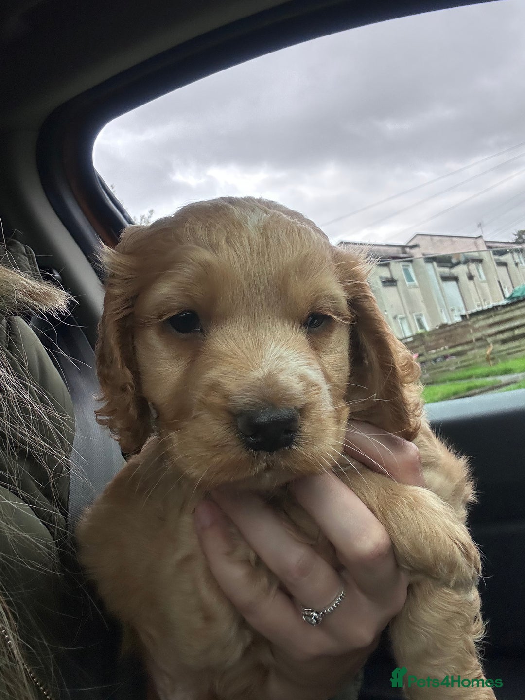 Cocker Spaniel dogs for sale: 8 week old boy cocker spaniel pup - Image 2