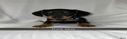 Miniature Dachshund dogs for sale: 6 smooth haired miniature dachshunds! - Advert 14