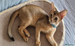 Abyssinian cats for sale: Pure Abyssinian kittens ❤️Ready to go 😍  - Image 16
