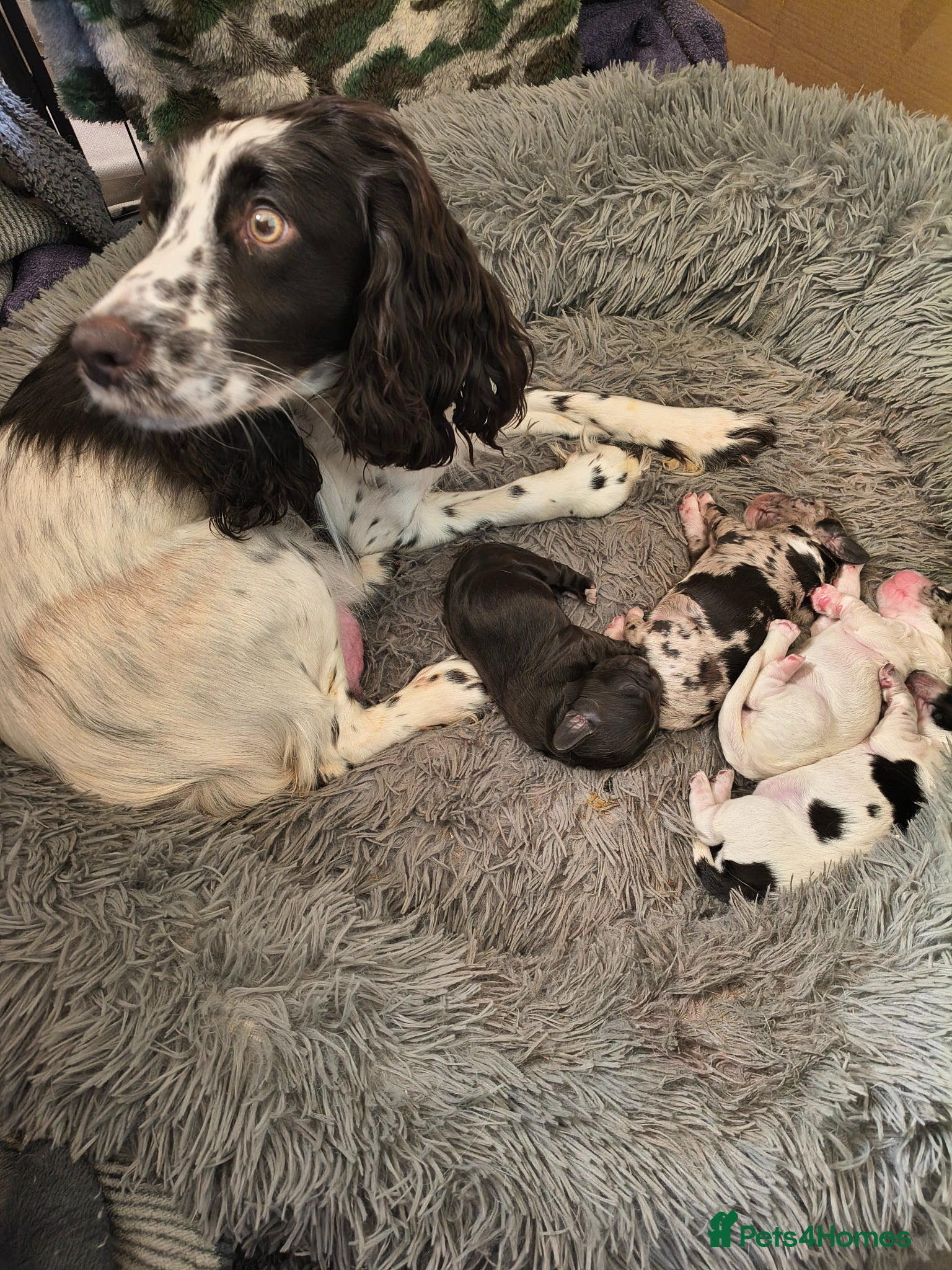 Cocker Spaniel dogs Gorgeous Cocker pups for sale - Advert 1