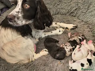 Cocker Spaniel dogs Gorgeous Cocker pups for sale - Advert 5