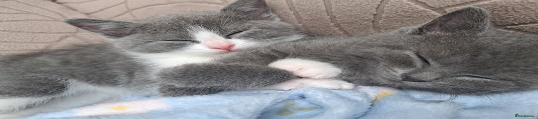  Kitten 3