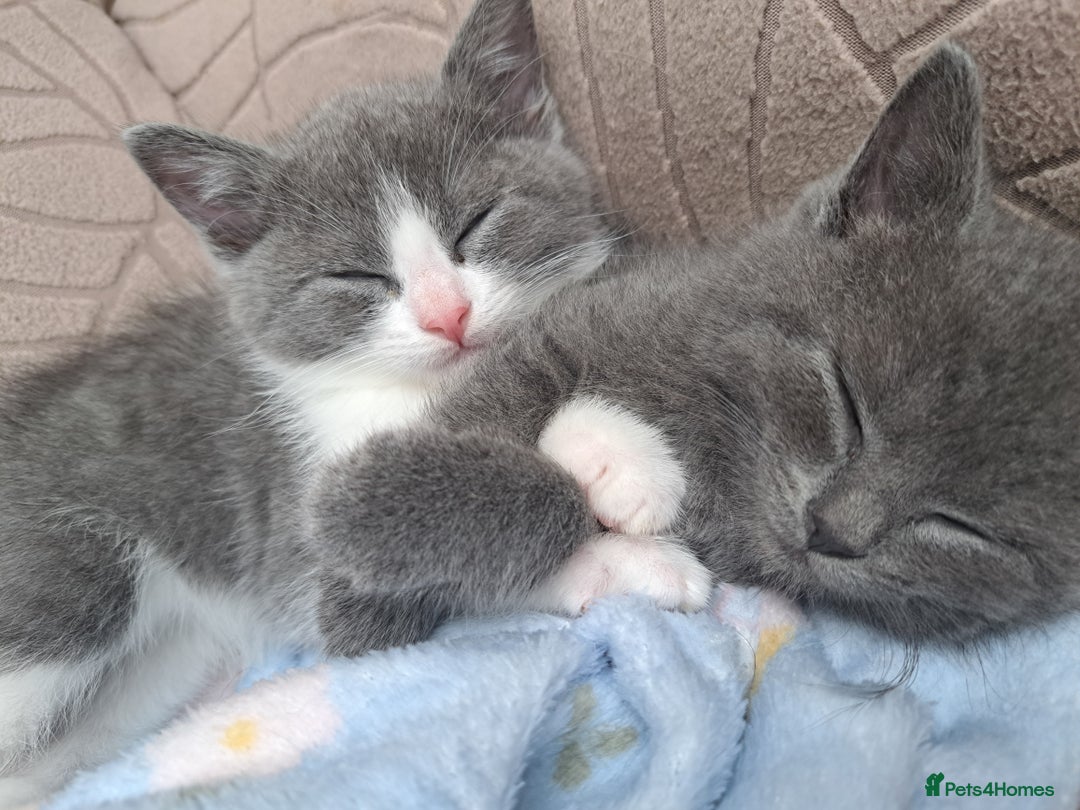 British Longhair cats for sale: Beautiful British longhair kittens  - Image 4