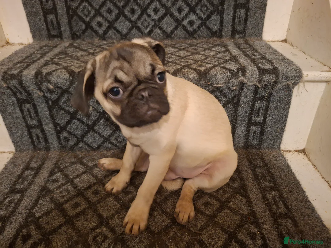 Pug dogs for sale: Lovely pug pups for sale - Advert 8