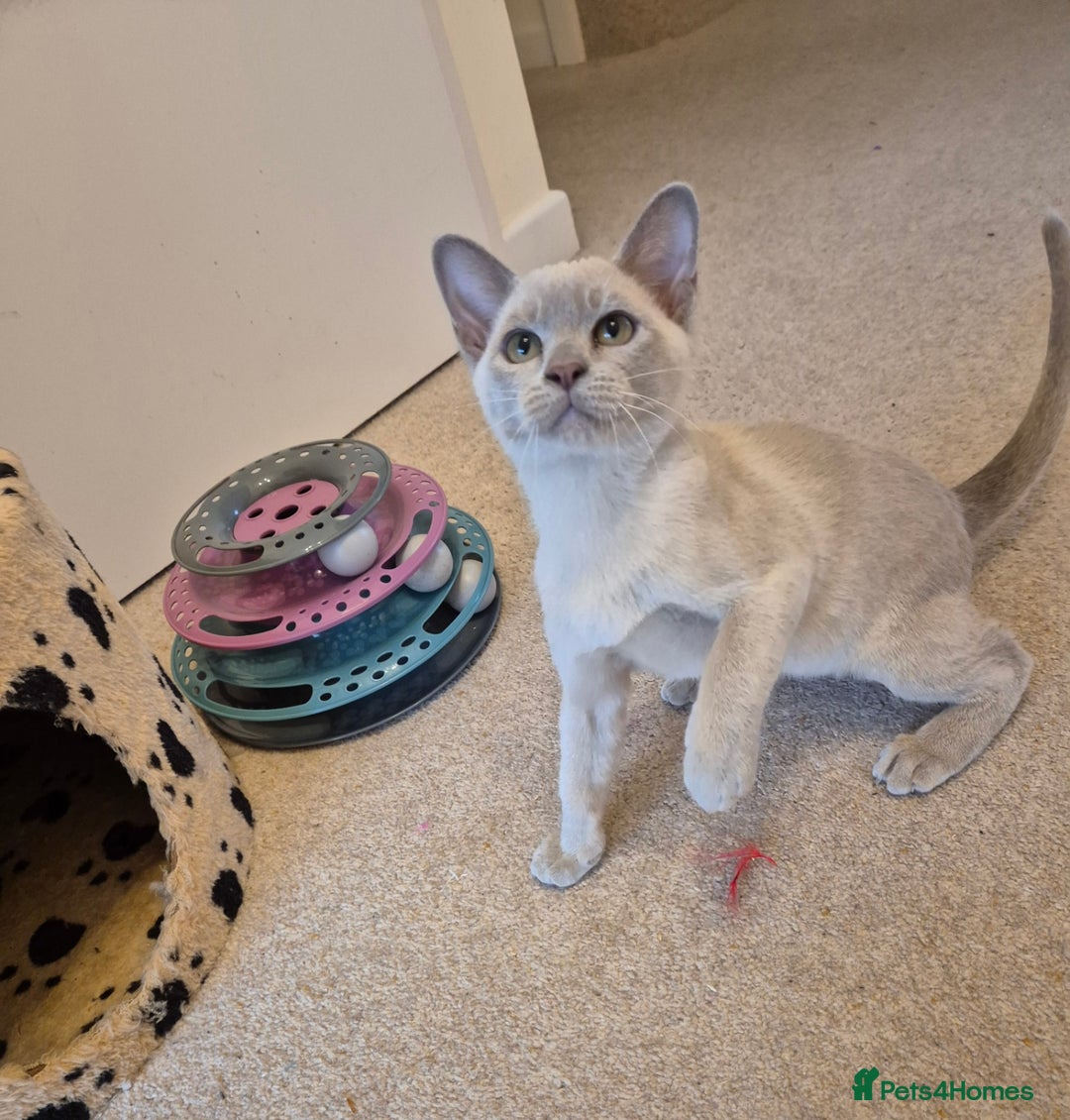 Burmese cats for sale: Beautiful Pedigree Burmese Kittens - Image 5