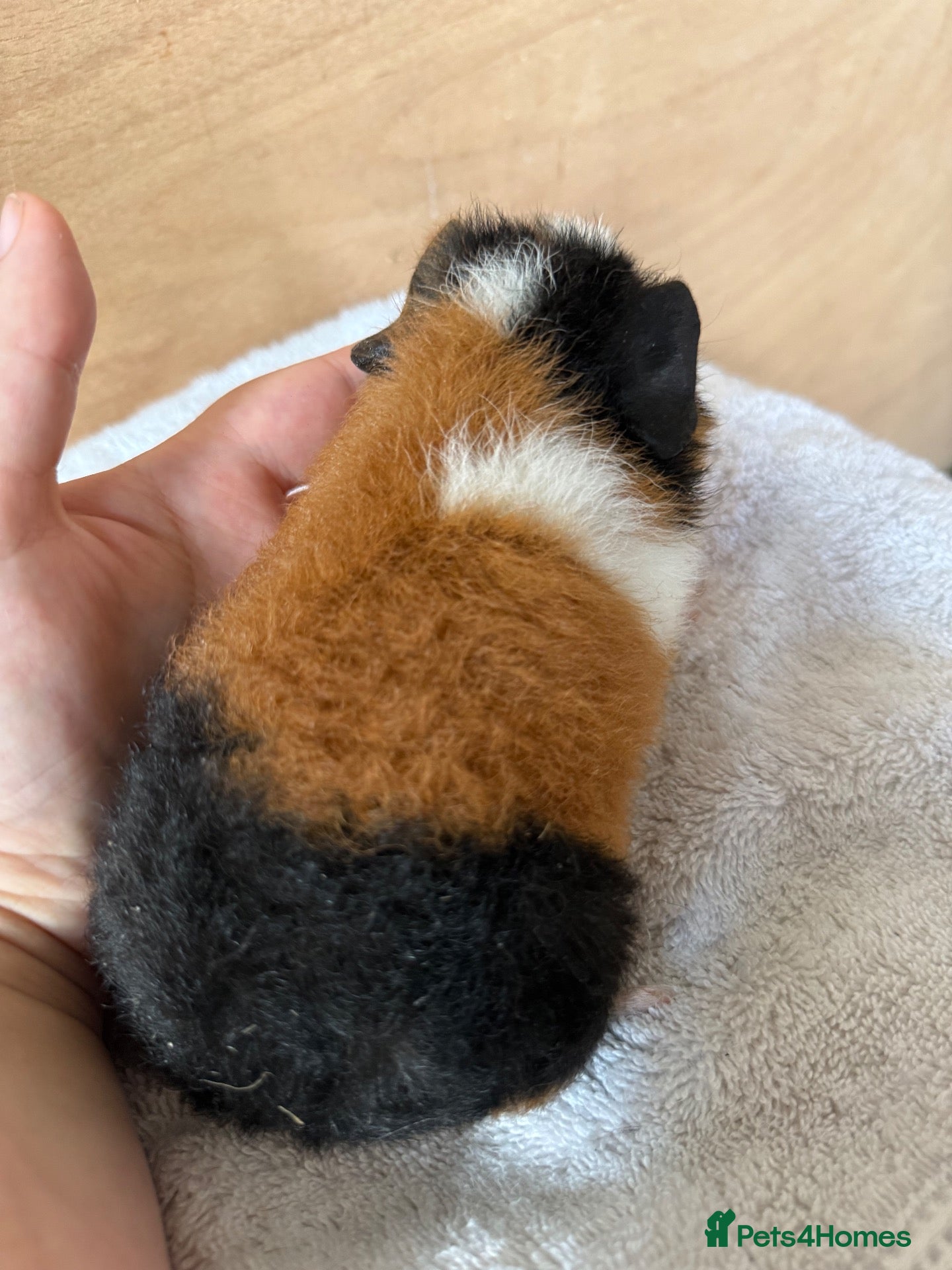 Guinea Pig rodents 4 male baby teddy guineapigs AVAILABLE  - Advert 2
